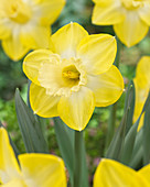 Narcissus 'Sabatini'