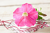 Petunia pink