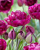 Tulipa 'Mariola'