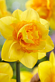 Narcissus '07-21'