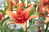 Lilium 'Red Twin'