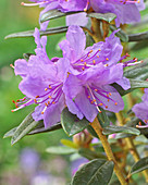 Rhododendron 'Blue Tit Magor'