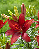 Lilium 'Initiator'