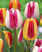 Tulipa 'Color Mistic' 'Hotpants'
