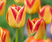 Tulipa 'Candy Corner'