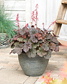 Heuchera 'Cassis'