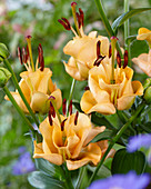 Lilium 'Apricot Fudge'