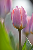 Tulipa 'Light and Dreamy'