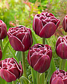 Tulipa Dream Touch