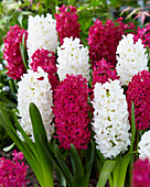 Hyacinthus Mix