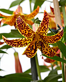 Lilium mottled