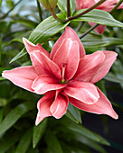 Lilium 'Pink Blossom'