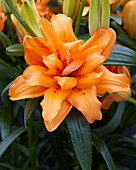 Lilium orange