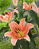 Lilium Zelmira