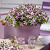 Petunia 'Violet Star'