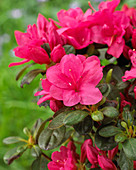 Rhododendron 'Canzonetta'