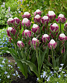 Tulipa Ice Cup