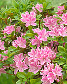 Rhododendron 'Kermesina Rose'