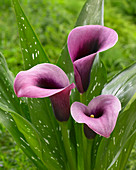 Zantedeschia 'Accent'