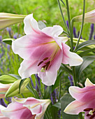 Lilium 'Prince Promise'