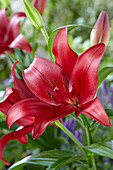 Lilium 'Methone'®