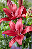 Lilium 'Red Rock'