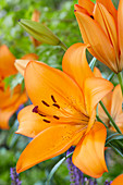 Lilium Corolla