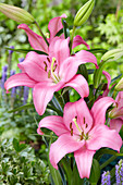 Lilium 'Merlet'®