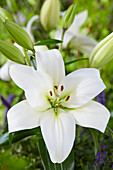 Lilium 'Merluza'®