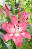 Lilium 'Arbatax'®