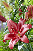 Lilium 'Forza Red'