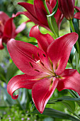 Lilium 'Follow Me'®