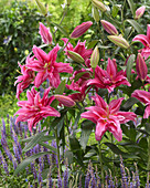 Lilium 'Roselily Elena'®