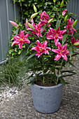 Lilium 'Roselily Elena'®