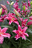 Lilium 'Roselily Elena'®