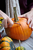 Carving pumpkin