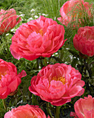 Paeonia Coral Sunset