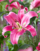 Lilium 'Profundo'