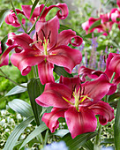 Lilium 'Digame'