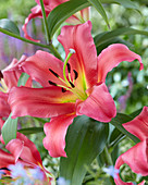 Lilium 'Theo'