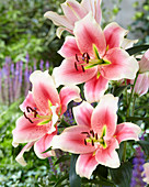 Lilium 'Sunset'