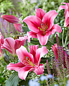 Lilium 'Pink Magic'