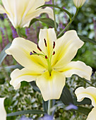 Lilium 'Catina'