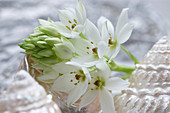 Ornithogalum thyrsoides