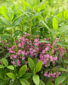 Kalmia angustifolia 'Rubra'