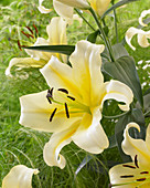 Lilium 'Serrano'