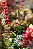 Lupinus 'Tequila Flame'