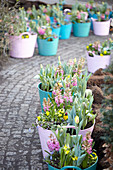 Spring flowering bulbs on pots