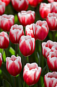 Tulipa Timeless