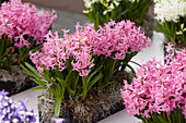 Hyacinthus